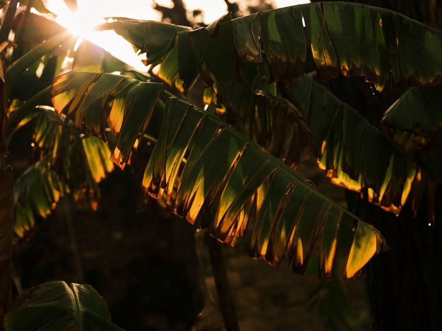 Daun pokok pisang dalam cahaya senja