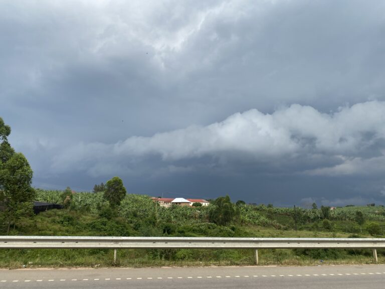 Rumpun pokok pisang di bawah awan gelap